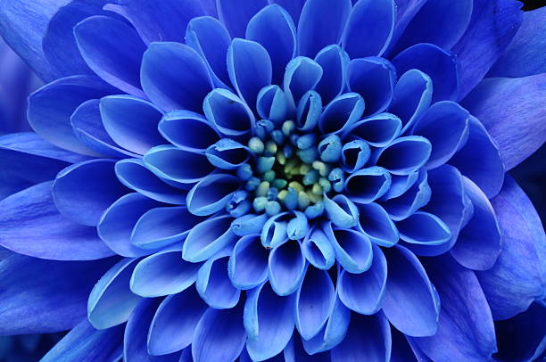 Close of blue flower Close up of blue flower aster and petals extreme close up stock pictures, royalty-free photos & images
