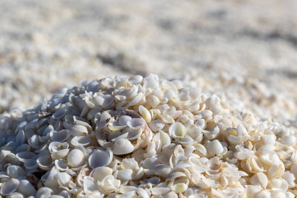 Close of of millions of white shells stock photo