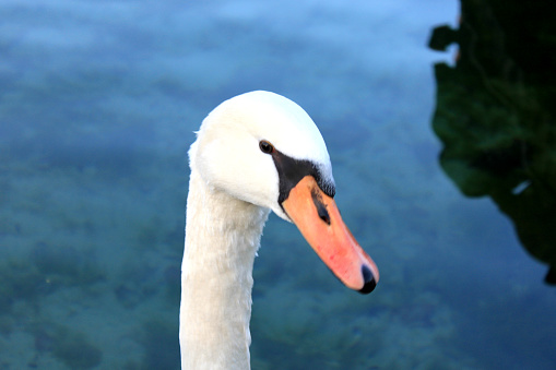 Close portrait of young swan. Pond on a background