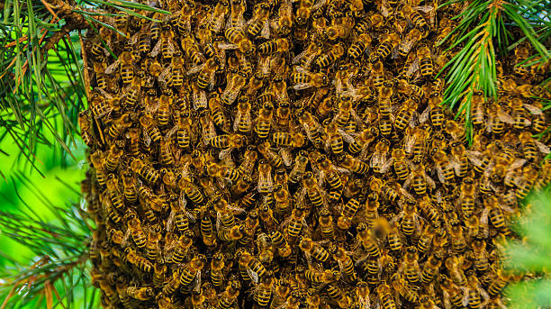 Close shot of bees swarm stock photo