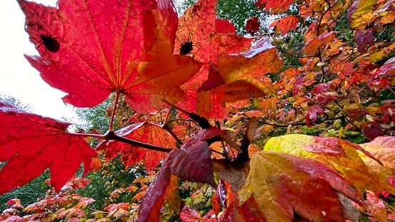 Photos autumn leaf fall red maple leaves November October September stunning fabulous colourful rain forest Halloween