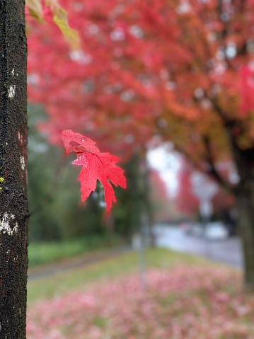 Photos autumn leaf fall red maple leaves November October September stunning fabulous colourful rain forest Halloween
