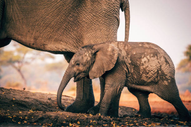 Close Up - Baby elephant with mother at the waterhole, Senyati Safari Camp, Botswana stock photo