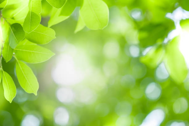 Photo of Close up beautiful view of nature green leaves on blurred greenery tree background with sunlight in public garden park. It is landscape ecology and copy space for wallpaper and backdrop.