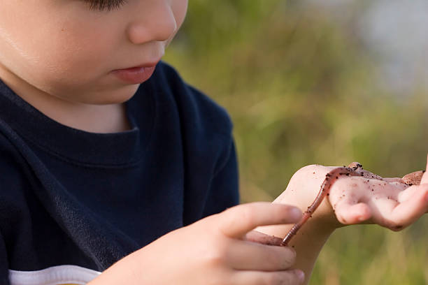 Close up boy looking at worm stock photo