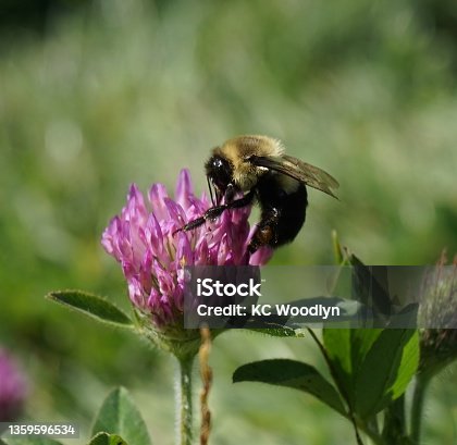 istock Close Up Bumble Bee Pollinating Clover Blossom on Beautiful Summer Day 1359596534