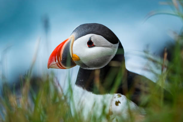 Close up cute of Puffin at island in Iceland stock photo