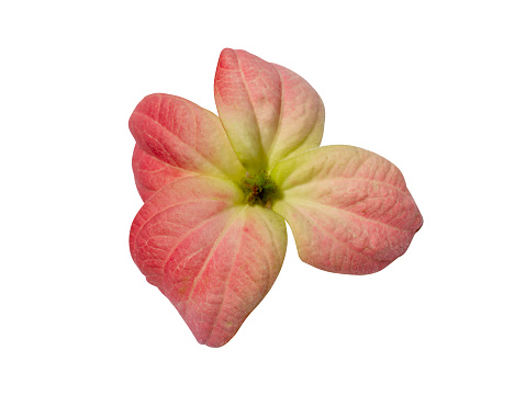 Close up Dond flower (Scientific name Mussaenda spp.) isolate on white background with clipping path.