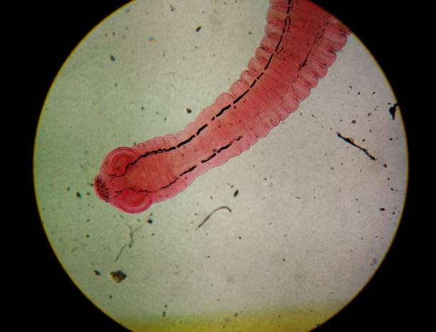 Close up egg with adult of parasite findind with microscope in parasitology. Close up egg with adult of parasite findind with microscope in parasitology. pics of a tapeworm in humans stock pictures, royalty-free photos & images
