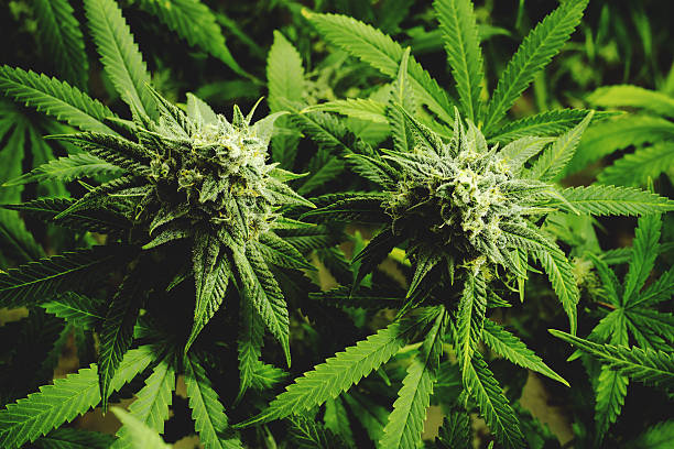 Close Up Flowering Marijuana Buds on Cannabis Plants stock photo