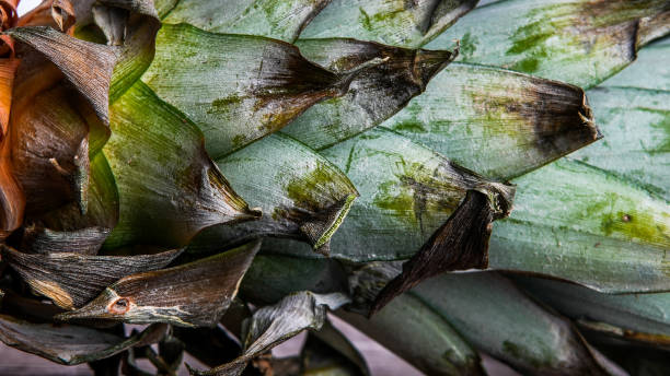 Close up from pineapple leaves stock photo