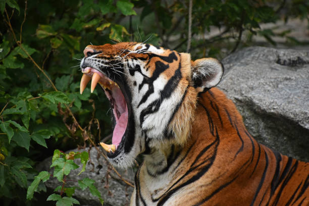 Close up front portrait of Indochinese tiger Close up profile portrait of one Indochinese tiger yawning or roaring, mouth wide open and showing teeth, low angle view animals in captivity stock pictures, royalty-free photos & images