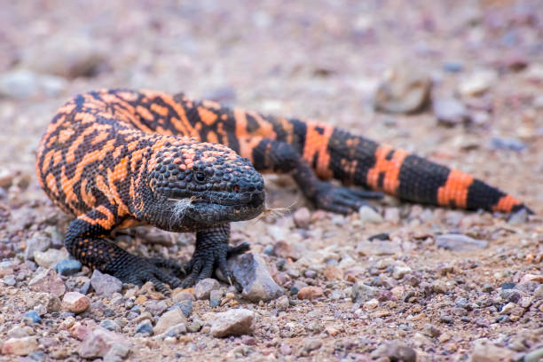 Close Up Gila monster Venomous Lizard in Arizona Close up low angle venomous Gila Monster lizard standing on dirt road in Arizona. gila monster stock pictures, royalty-free photos & images
