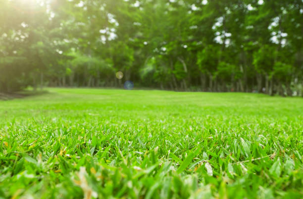 tutup lapangan rumput hijau dengan latar belakang taman buram pohon, konsep musim semi dan musim panas - tampak bawah perspektif dari bawah potret stok, foto, & gambar bebas royalti