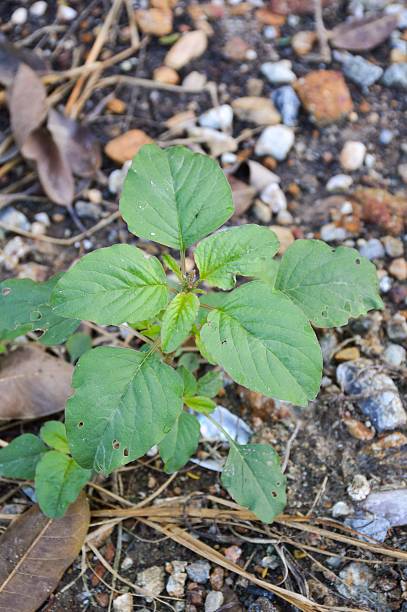 https www istockphoto com photos amaranthus lividus