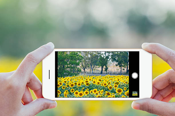 close up hand use phone mobile taking sunflower field photo - fotografi bild bildbanksfoton och bilder
