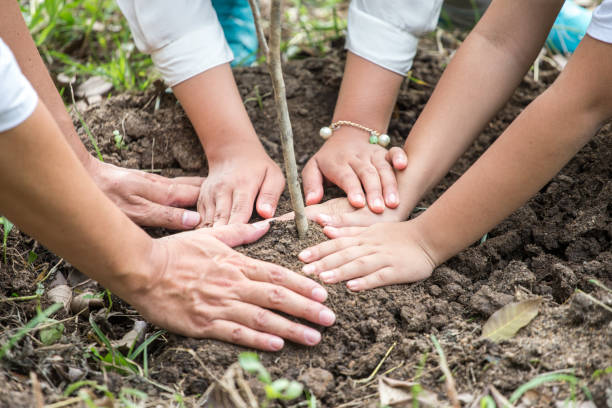 close up hands of happy asian Family, parents and their children plant sapling tree together in park . father mother and son,boy  outdoors . cheerful . volunteering, charity, people,ecology stock photo