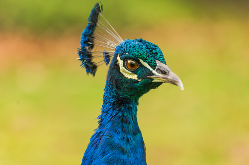 Close up head shot of Male colourful peacock in constantia valley Cape Town South Africa