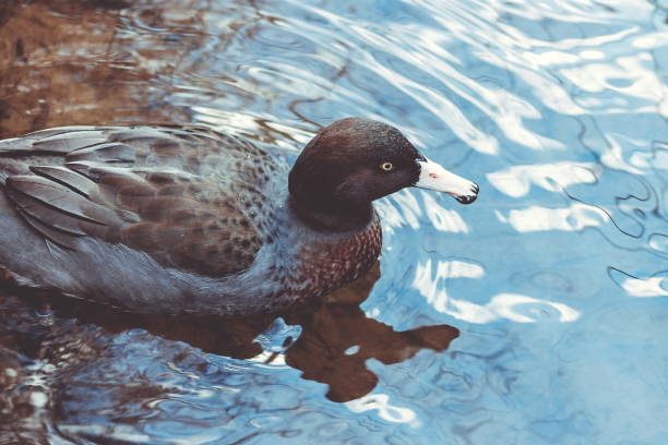 Close up image of a New Zealand Blue Duck stock photo