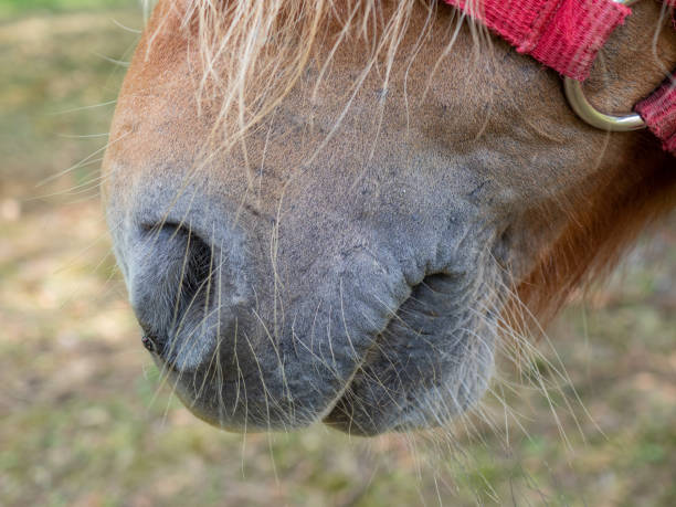 Close up image of a poney muzzle stock photo