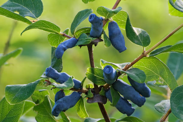 Close up image of Blue honeysuckle fruits. stock photo
