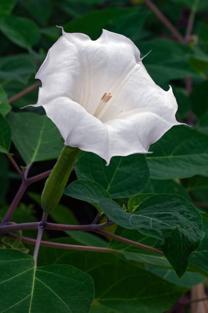 Close up image of Devil's trumpet flower. Devil's trumpet flower (Datura metel). Know also as Metel, Downy thorn apple and Horn of plenty. angel's trumpet flower stock pictures, royalty-free photos & images