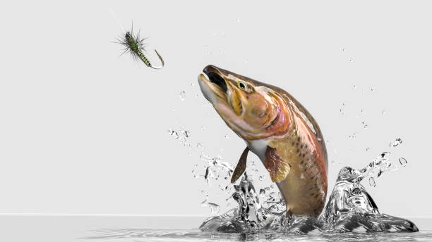 Close up image of rainbow Trout jumping out of water. White background with water splash ad lure bait stock photo