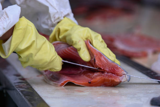 A close up images of a persons hands filleting a samon fish stock photo