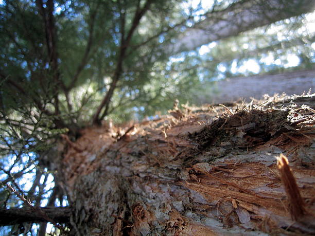 Close, Up Looking into a Tree stock photo