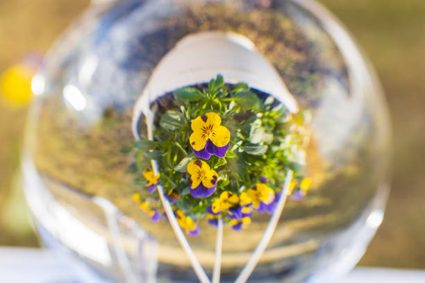 Close up macro view of  crystal ball with  inverted image of hanging basket  with yellow purple pansies. Sweden. Close up macro view of  crystal ball with  inverted image of hanging basket  with yellow purple pansies. Sweden. reentry stock pictures, royalty-free photos & images