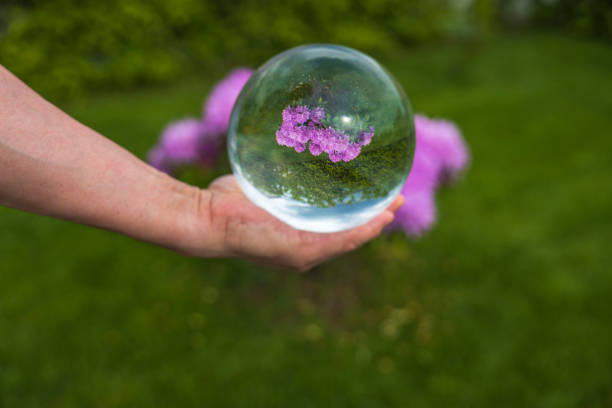 Close up macro view of hand holding crystal ball with inverted image of blooming pink rhododendron. Sweden. Close up macro view of hand holding crystal ball with inverted image of blooming pink rhododendron. Sweden. reentry stock pictures, royalty-free photos & images