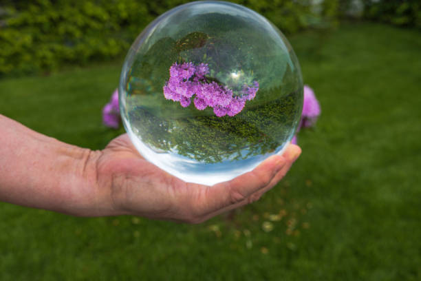Close up macro view of hand holding crystal ball with inverted image of blooming pink rhododendron. Sweden. Close up macro view of hand holding crystal ball with inverted image of blooming pink rhododendron. Sweden. reentry stock pictures, royalty-free photos & images
