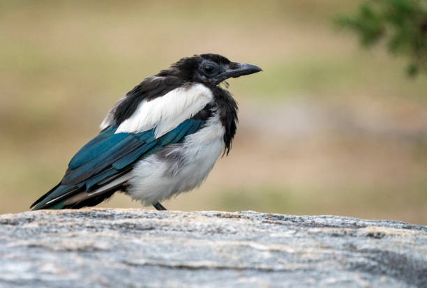 Close Up Magpie Perched stock photo