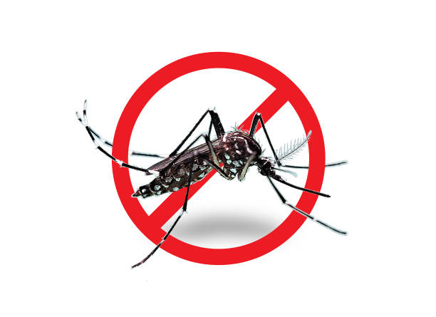 Close up Mosquito and Stop sign. Close up Mosquito and Stop sign. dengue fever fever stock pictures, royalty-free photos & images