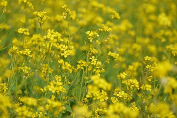 Close up  mustard flower  . stock photo