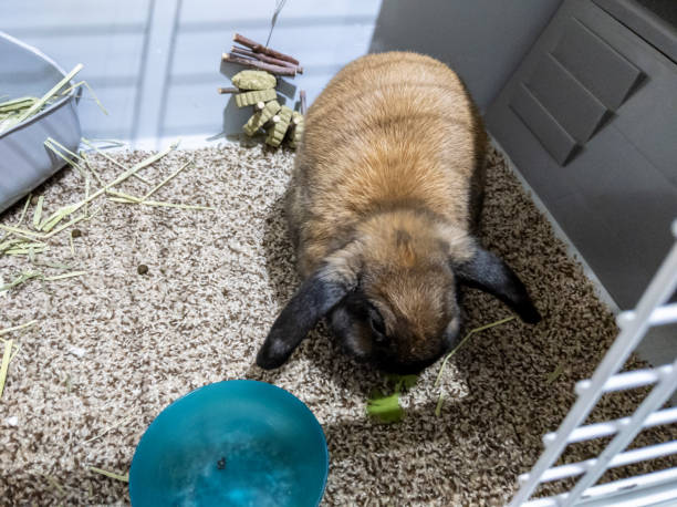 Close up of a beautiful, fuzzy brown domesticated bunny inside a large cage filled with grass and flowers Close up of a beautiful, fuzzy brown domesticated bunny inside a large cage filled with grass and flowers rabbit hutch stock pictures, royalty-free photos & images