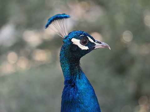 Close up of a blue male peacock head on natural blurred forest background.