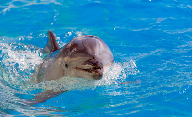Close up of a bottlenose dolphin. stock photo