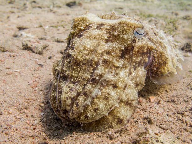 Close up of a camouflaged cuttlefish on a sandy bottom. stock photo