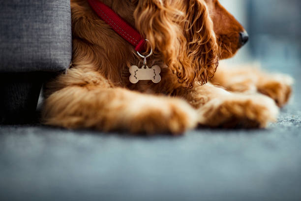 Close up of a Cocker Spaniel Puppy A close up of the lower section of a cocker spaniel puppy lying on the floor. pet collar stock pictures, royalty-free photos & images