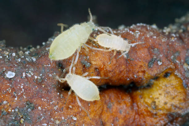 Close up of a colony of root aphids (Trama troglodytes) sucking on dandelion roots. stock photo