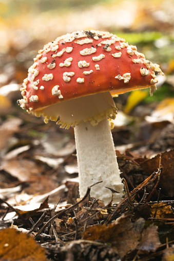close up of a fly agaric with red and white dots on a bottom of pine needles in the forest