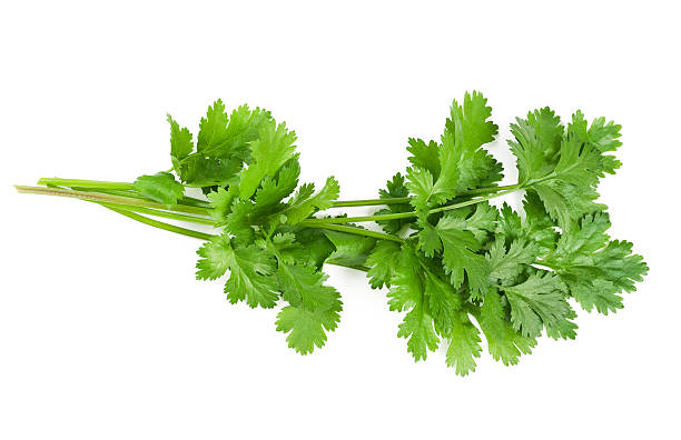 Close up of a green coriander leaf stock photo