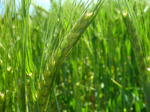 Close up of a green fresh wheat ear stock photo
