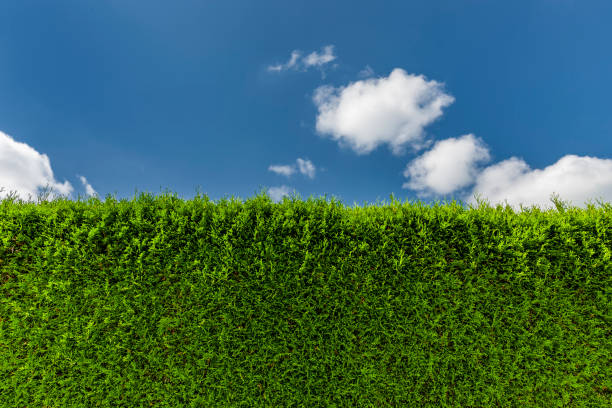 Close up of a green thuja hedge stock photo