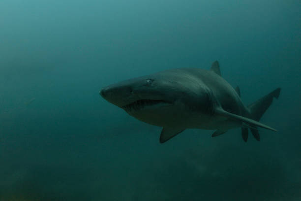 A Close Up of a Grey Nurse Shark in Dark Water stock photo