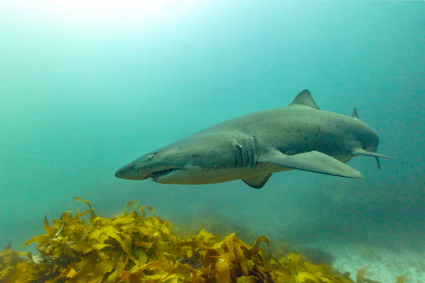A Close Up of a Grey Nurse Shark stock photo