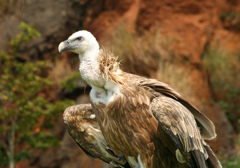 Close Up Of A Griffon Vulture Ready To Fly Stock Photo - Download Image ...