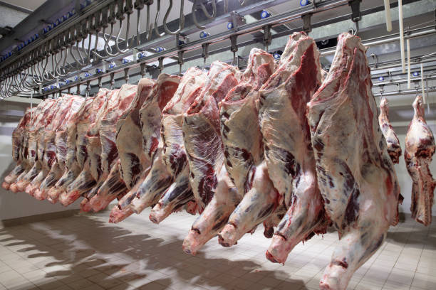 Close up of a half cow pieces hung fresh and arranged in a row in a large refrigerator in the refrigerator meat industry. Cattles cut and hanged on hook in a slaughterhouse. Halal cutting. Close up of a half cow pieces hung fresh and arranged in a row in a large refrigerator in the refrigerator meat industry. Cattles cut and hanged on hook in a slaughterhouse. Halal cutting. dead animal stock pictures, royalty-free photos & images