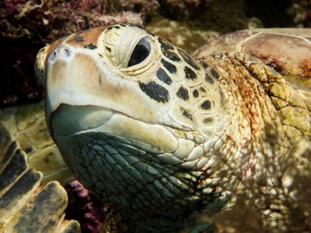 Close up of a hawksbill turtle head stock photo
